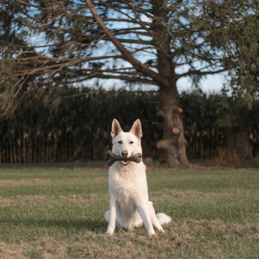 Benebone Maplestick - Image 12