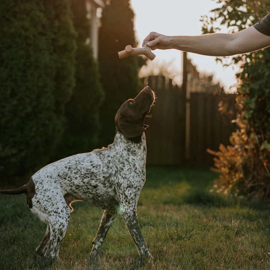 Benebone Maplestick - Image 8