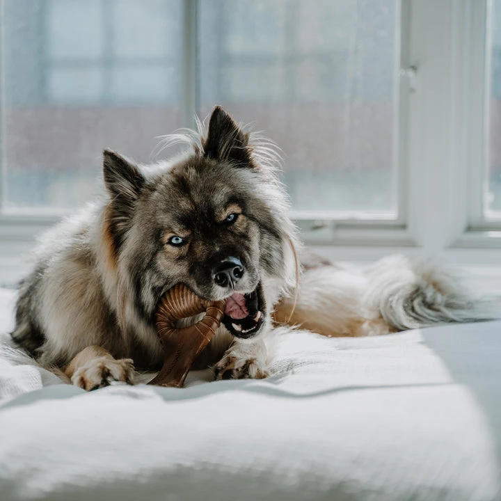 Benebone Peanut Butter Dental Chew - Image 10